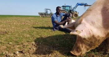 War. Wheat prices. What next? Flav pig 2