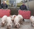 Moving%20and%20handlings%20pigs%20with%20boards%201