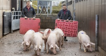 Moving%20and%20handlings%20pigs%20with%20boards%201