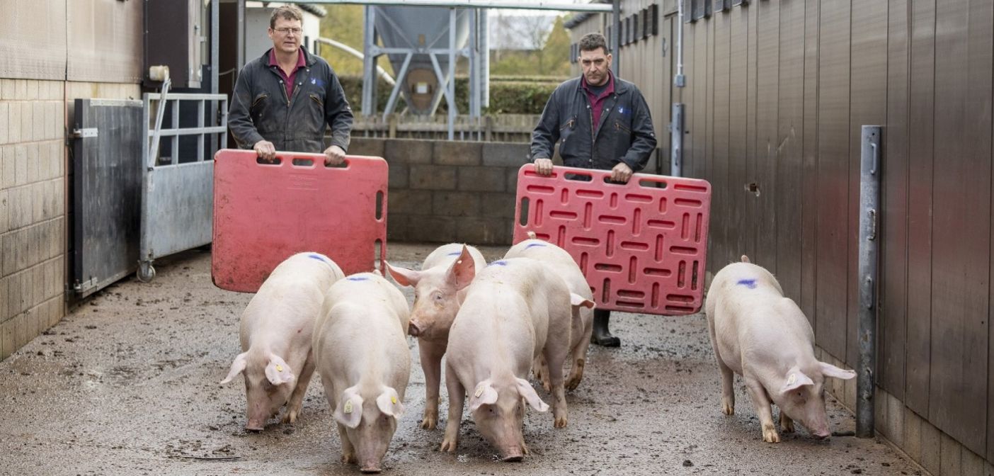Last day for Red Tractor members to complete online welfare training | Pig  World