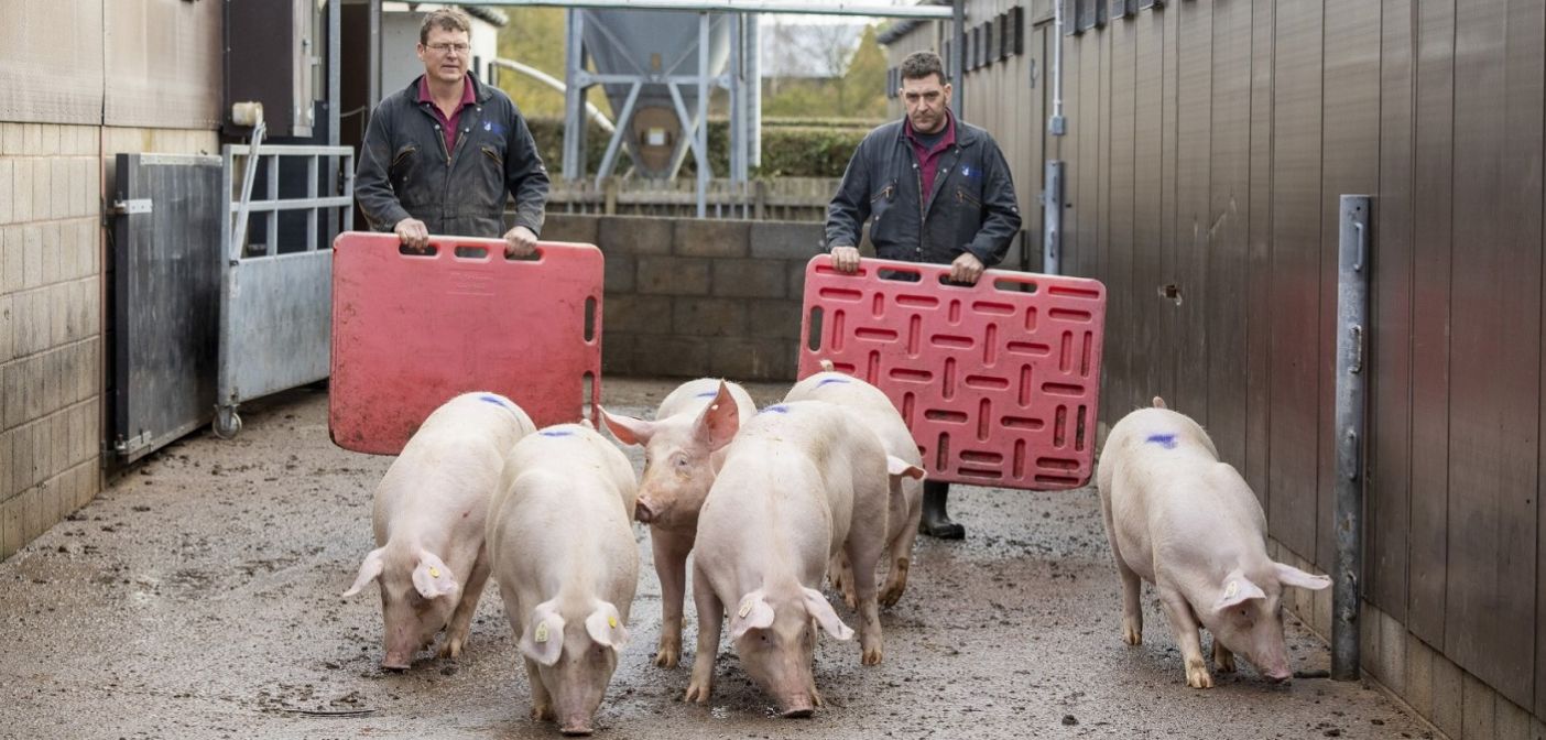 Last day for Red Tractor members to complete online welfare training | Pig World Last day for Red Tractor members to complete online welfare training | Pig World