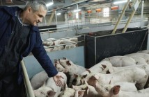 Ukraine pig farm