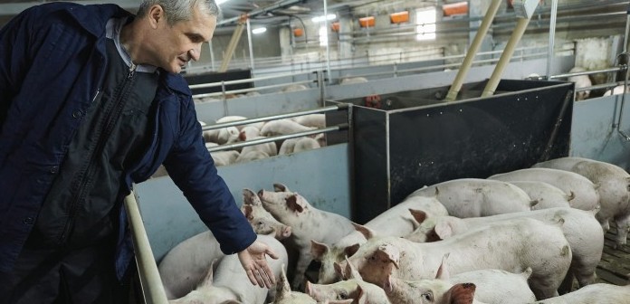 Ukraine pig farm