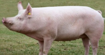 The Yorkshire Pig added to Rare Breed Survival Trust watchlist Large White pig - BPA