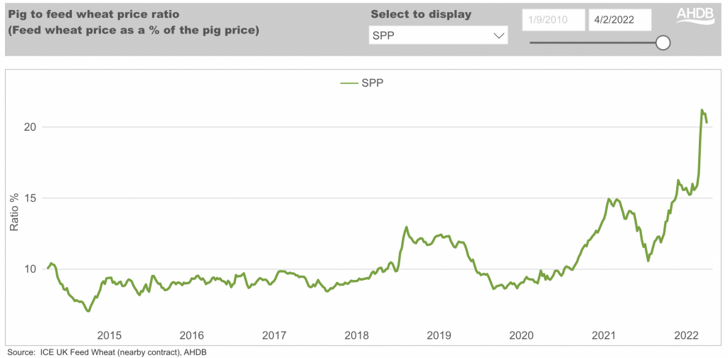 Pig to feed wheat price ratio