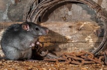 Rat-in-barn