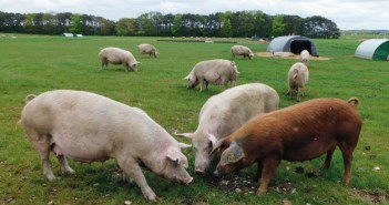 Award-winning farm rooting for future success LSB 4