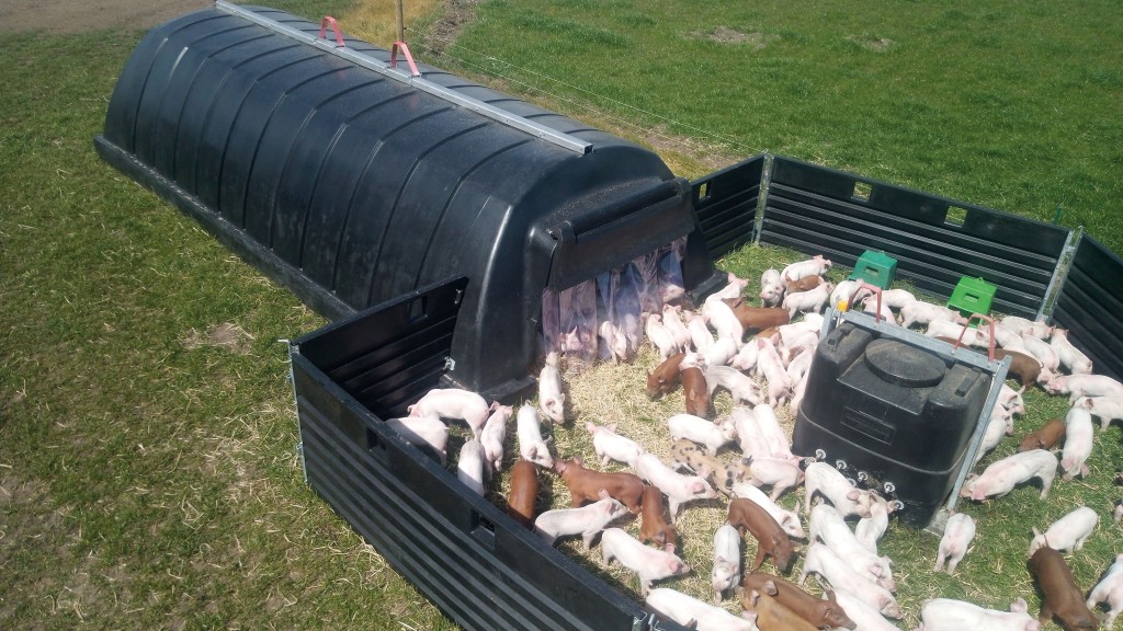 Weaner lairage, conveniently constructed and sited close by farrowing paddocks using Contended Products large insulated sow hut and inter-locking plastic hurdle system