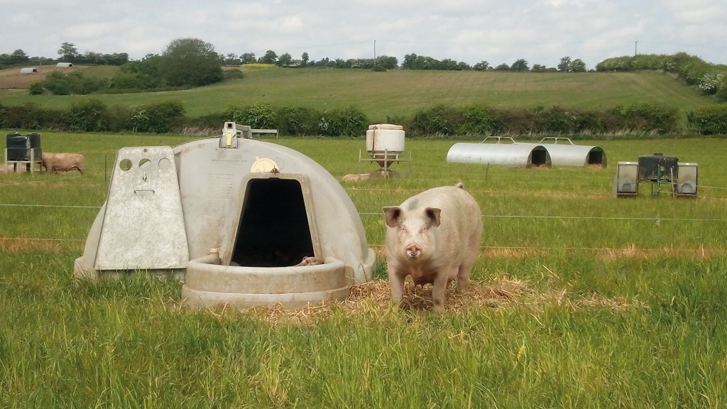 Farrowing sows are now moving on to new grassland which was seeded last summer and is well-established