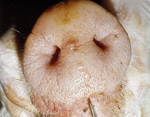 1004 _1 FMD snout lesion 2days
