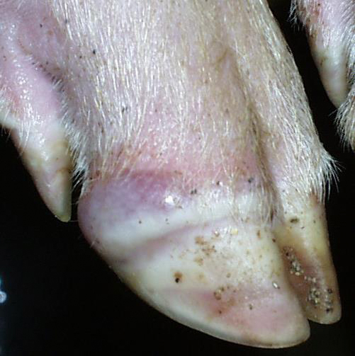 What you need to know about vesicular diseases Pig World