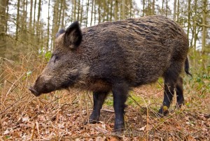 Wild boar