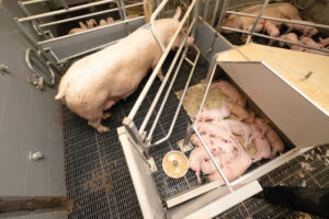 The college’s new pig unit will be using Warkup flexible farrowing crates, like this one