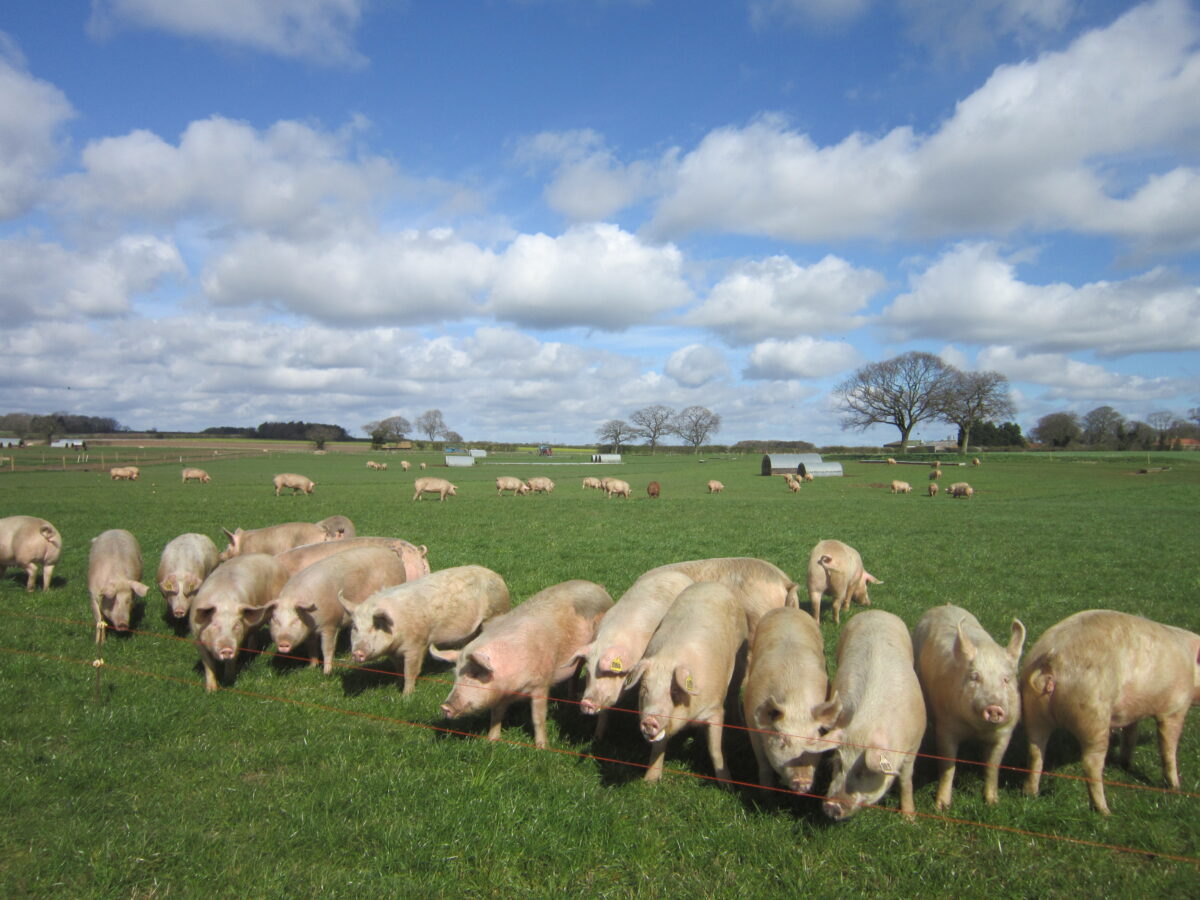 UK pig farmers get California opportunity as NSF gains Prop 12