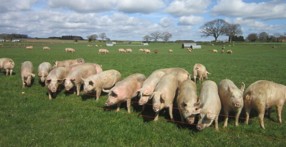 UK pig farmers get California alternative as NSF positive aspects Prop 12 accreditation