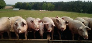 Sows are more content, easier to handle and generally much more amenable
