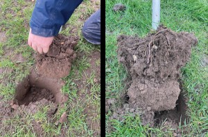 Spade splits taken in March 2023 on the same day from resting dry sow paddocks show both swards have healthy, well-structured soil. The grass is responding to the nutrients supplied by the pigs. However, the sward with the creeping red fescue (right) has denser green cover suggesting it’s more robust