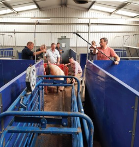 Pig research video 2022