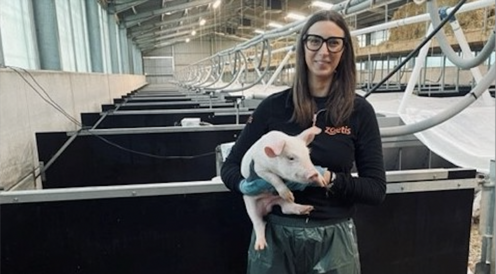 YNPA – shaping the way forward for the British pig trade