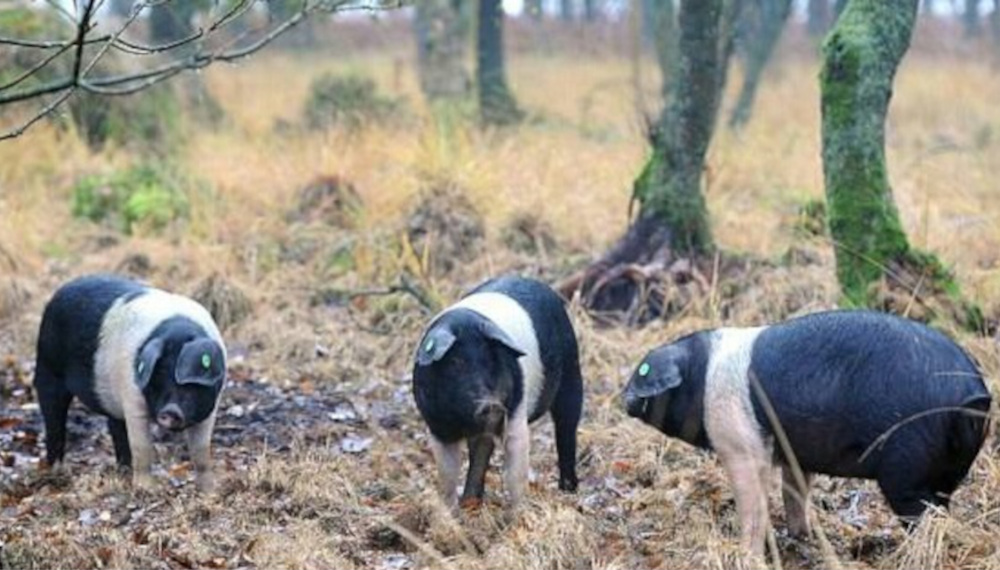 RBST survey displays local breeds get pleasure from decrease prices