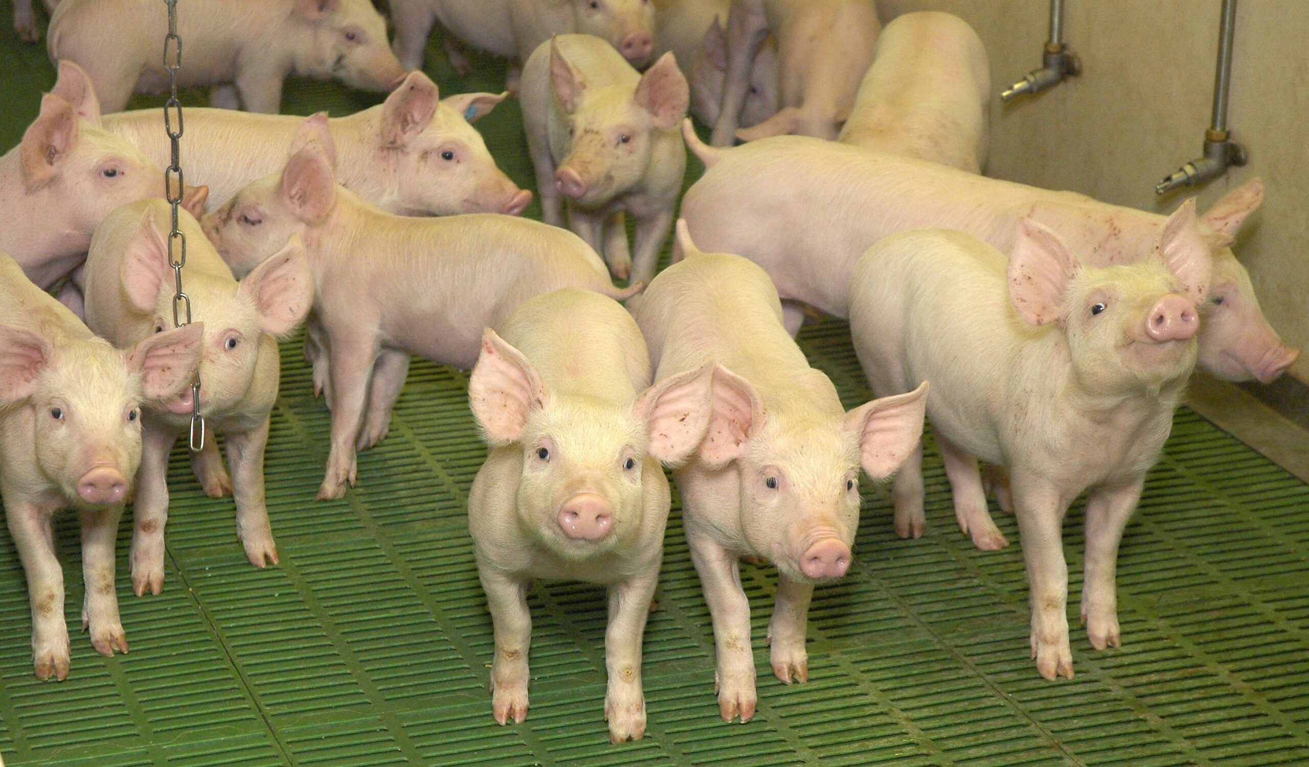 Irish pig herd suffers 10% contraction to lowest determine in additional than 3 a long time