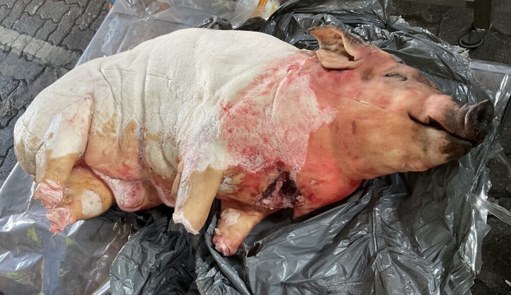 NPA urges Govt to strengthen up unlawful meat import regulations, after Port of Dover revelations