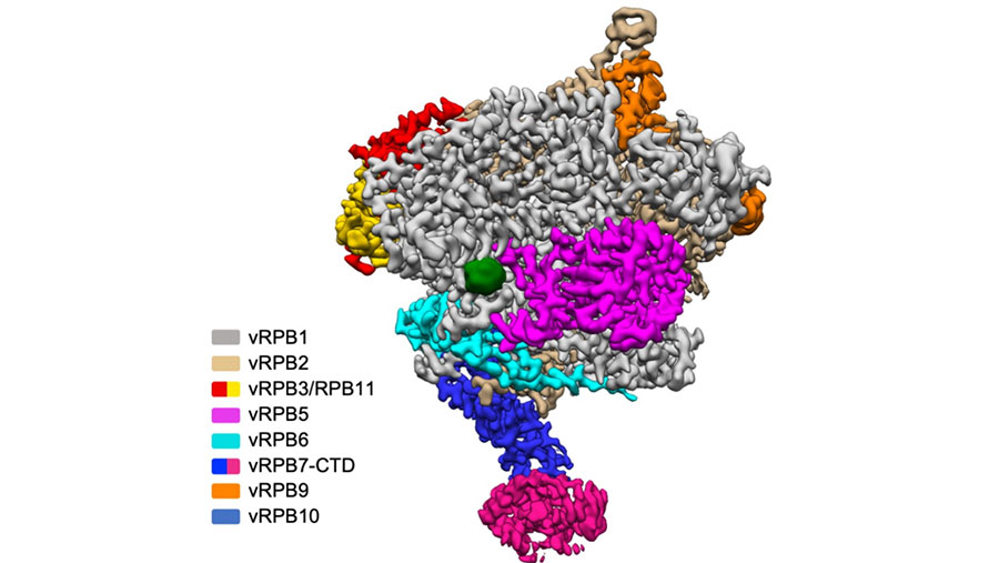 Main step ahead in figuring out activation of African Swine Fever