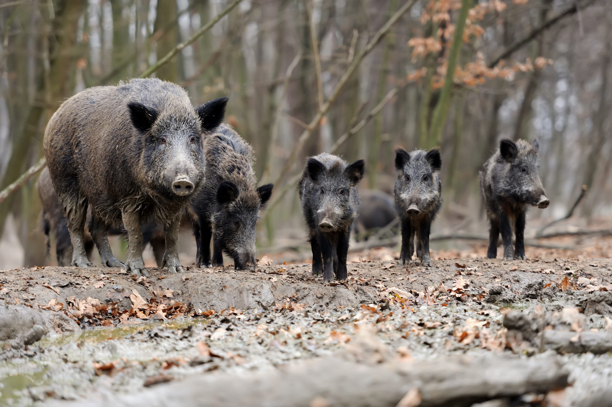 Communications marketing campaign to be introduced to focus on risks posed by way of wild boar in Wooded area of Dean
